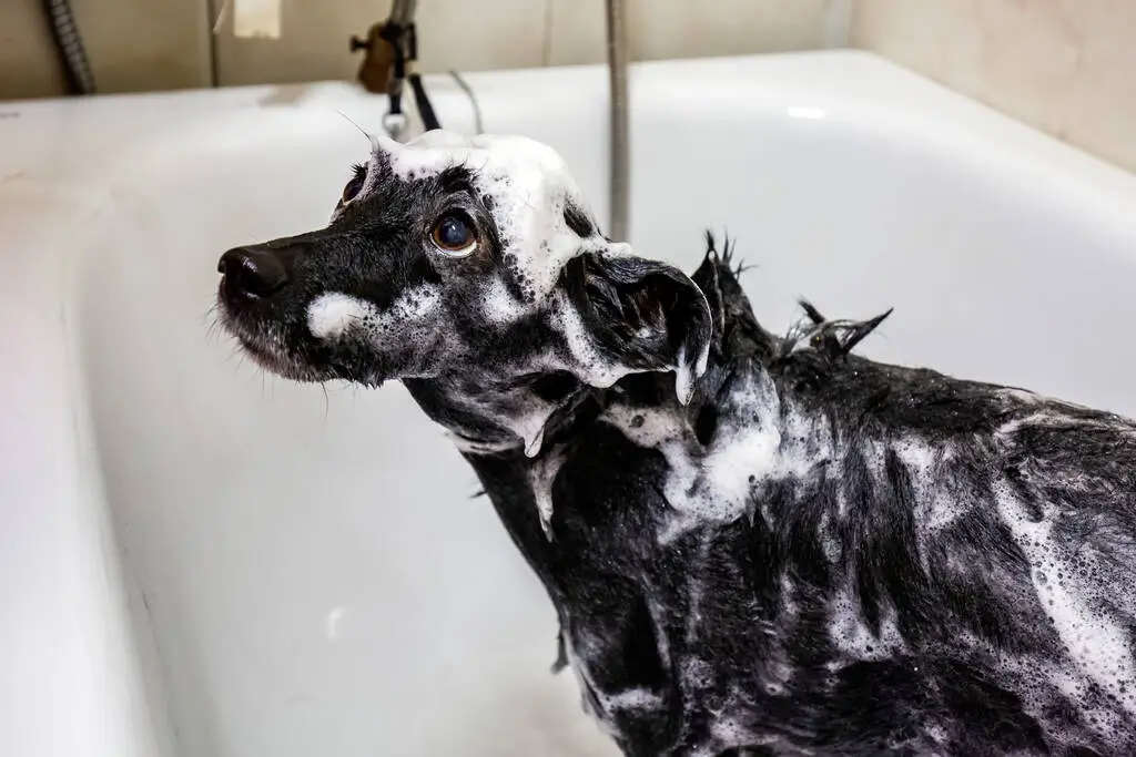 The owner is apply Medicated Dog Shampoo 