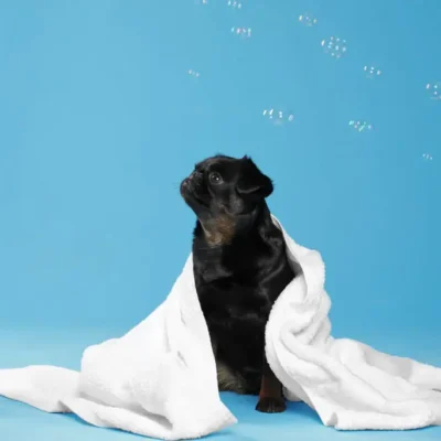 The dog who have recently took shower with Medicated Dog Shampoo