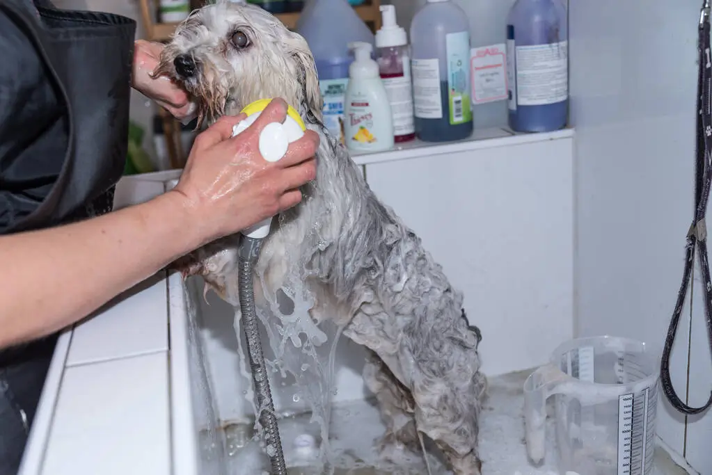 apply medicated dog shampoo to dog 